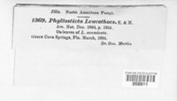 Image of Fusicoccum leucothoes